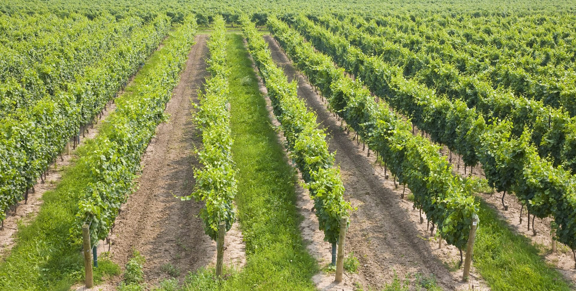 Niagara Falls Wine Tour